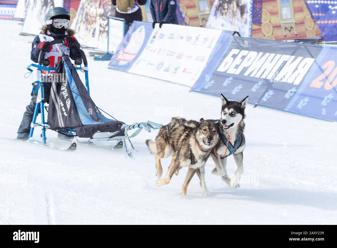 L'équipe de chiens de traîneau à chiens, qui s'exécute sur une distance de course enneigée pendant les concours pour enfants Kamchatka Sledge Dog Race Dyulin (Beringia). Petropavlovsk City, Ka Banque D'Images