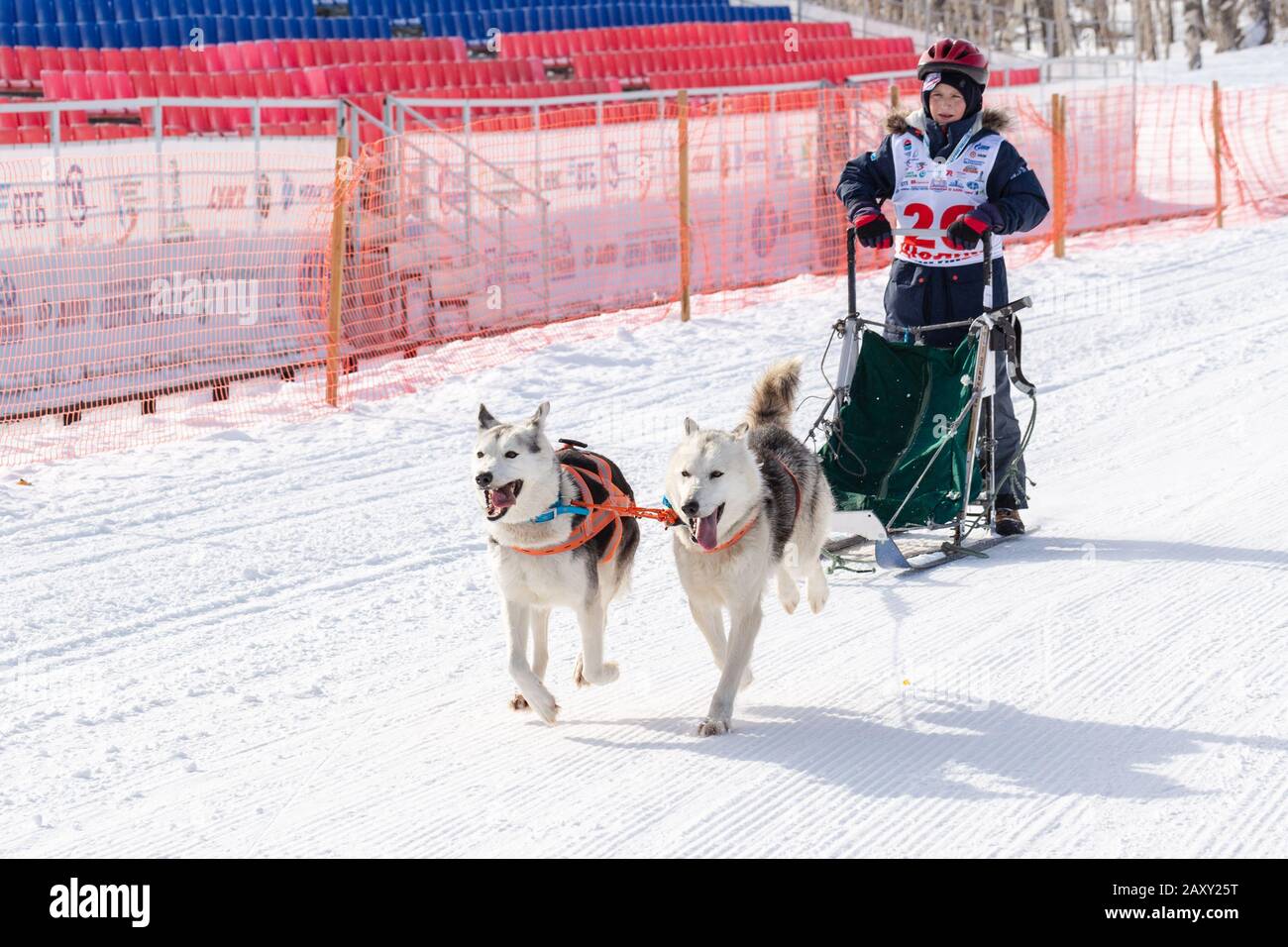 L'équipe masculine de chiens de traîneau à chiens, qui suit une course enneigée pendant les concours Kamchatka Kids Competitions Sledge Dog Racing Dyulin (Beringia). Petropavlovsk Banque D'Images