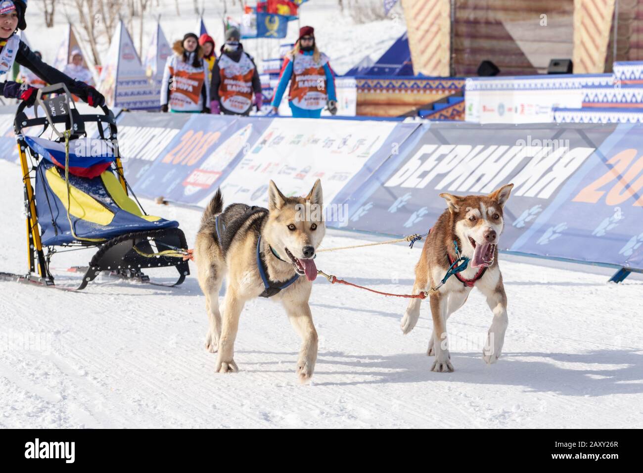 L'équipe de chiens de traîneau à chiens, qui s'exécute sur une distance de course enneigée pendant les concours pour enfants Kamchatka Sledge Dog Race Dyulin (Beringia). Ville De Petropavlovsk Banque D'Images