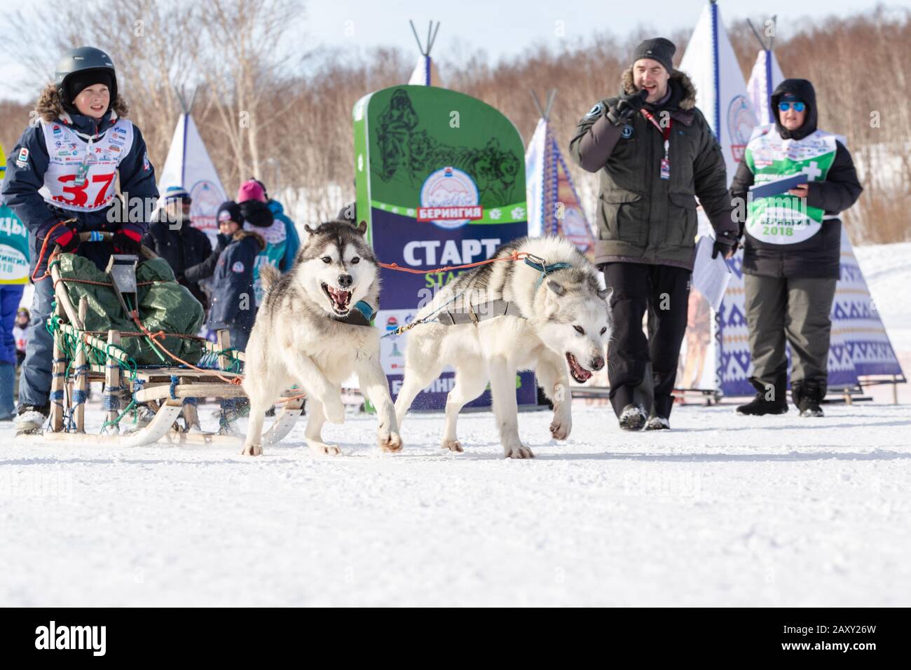 L'équipe masculine de chiens de traîneau à chiens, qui suit une course enneigée pendant les concours Kamchatka pour enfants Sledge Dog Race Dyulin (Beringia). Cit Petropavlovsk Banque D'Images