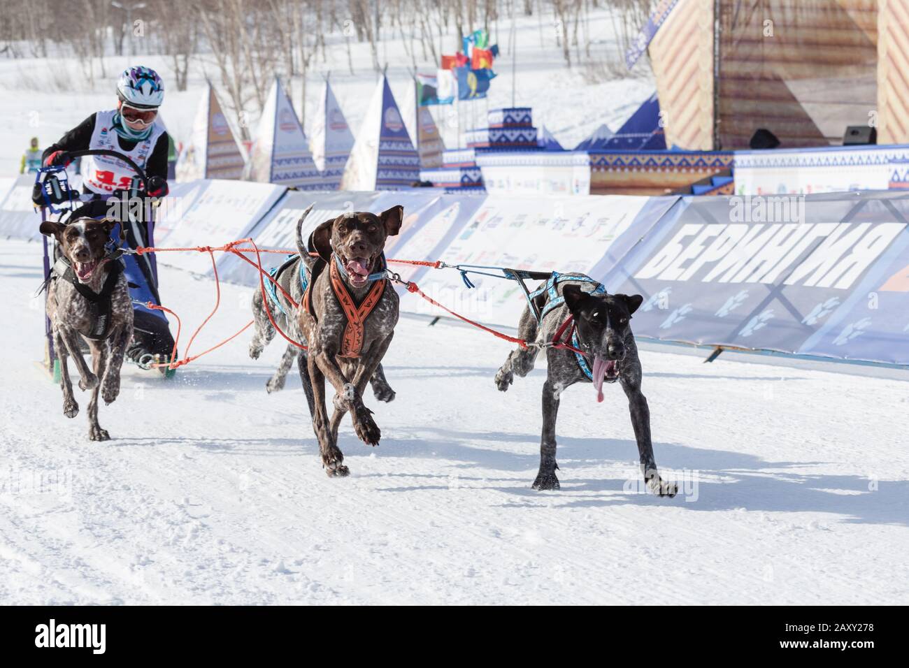 L'équipe masculine de chiens de traîneau à chiens, courir sur la distance enneigée de course pendant Kamchatka Kids Competitions Dog Sledge Racing Dyulin (Beringia). Petropavlovsk Banque D'Images