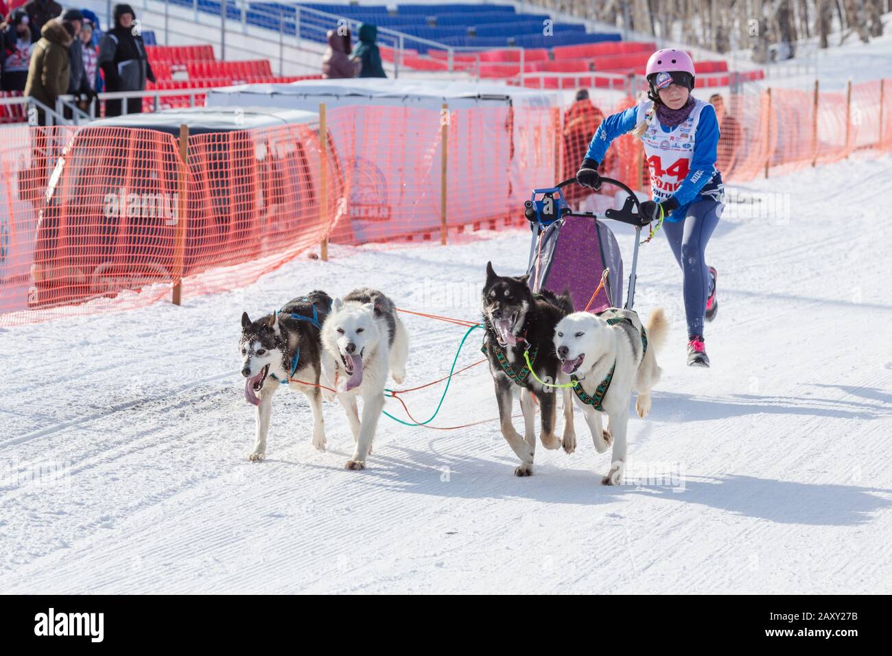 L'équipe féminine de chiens de traîneau à chiens, courir sur la distance enneigée de course pendant Kamchatka Kids Competitions Dog Sledge Racing Dyulin (Beringia). Petropavlovsk Banque D'Images