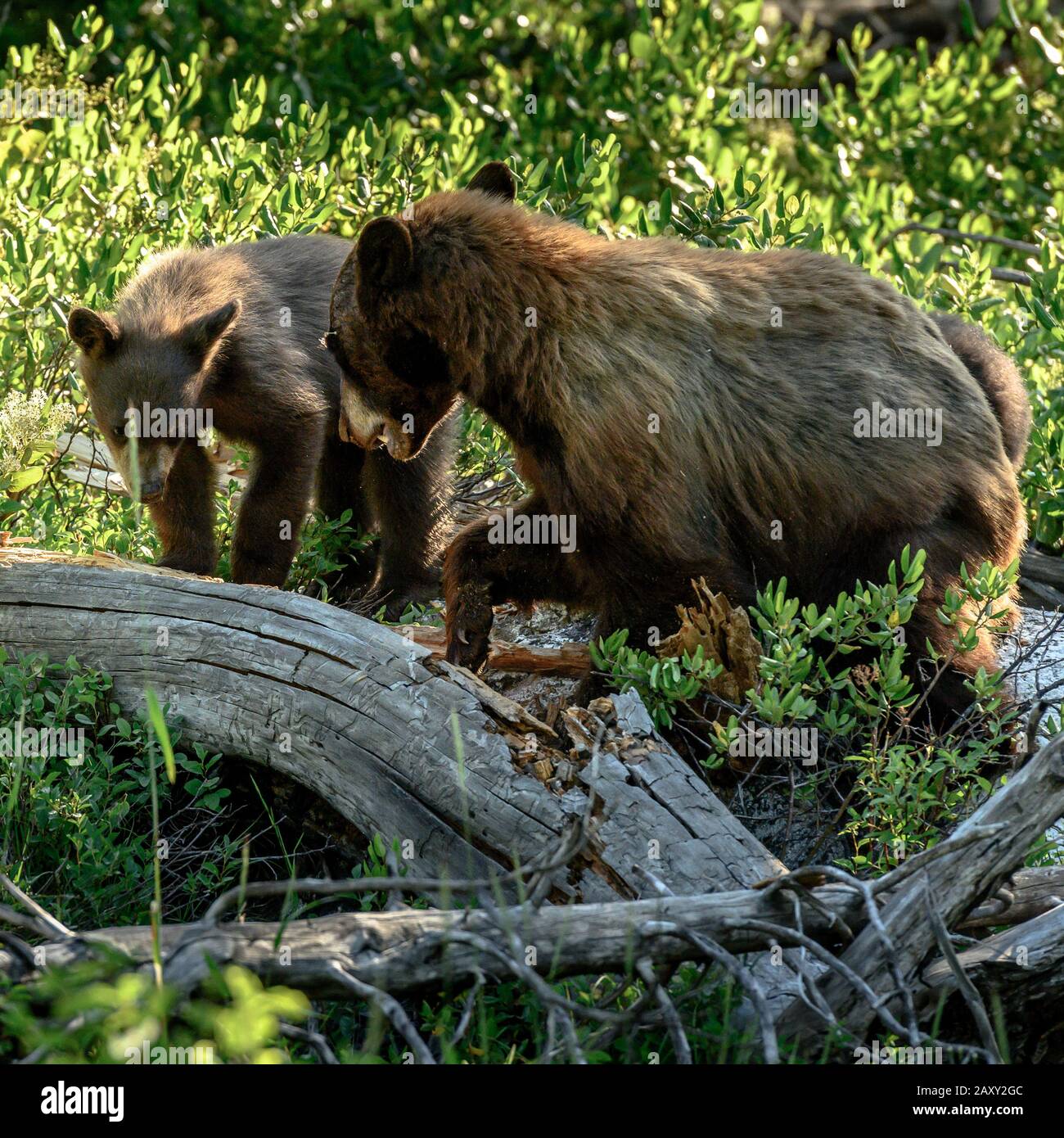 Mère ours Grogner à Bear Cub essayer de sneak sur sa source de nourriture Banque D'Images