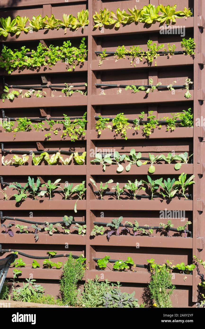 Jardin mural vertical en bois avec plantes Banque D'Images