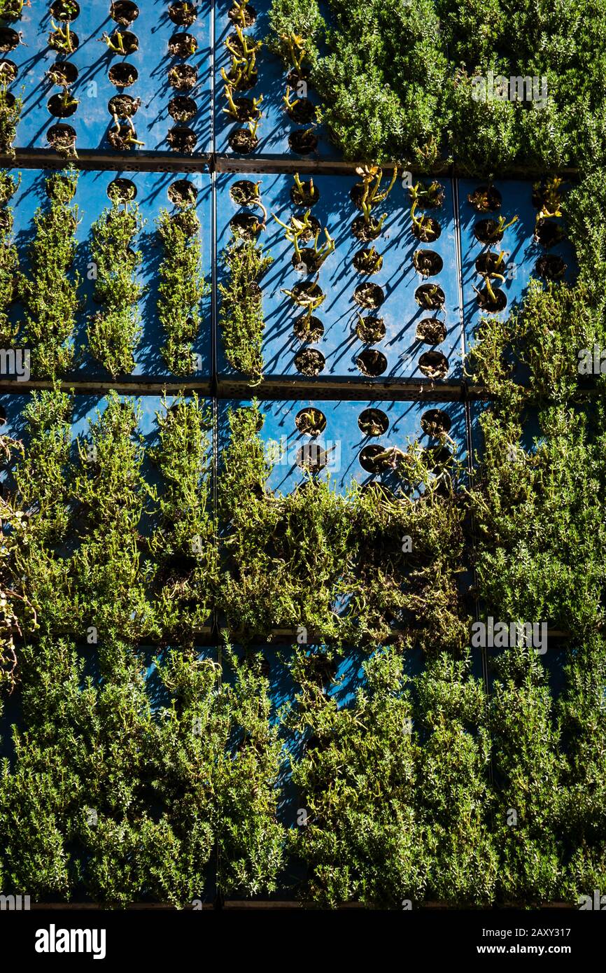 Jardin mural vertical avec des succulents Banque D'Images