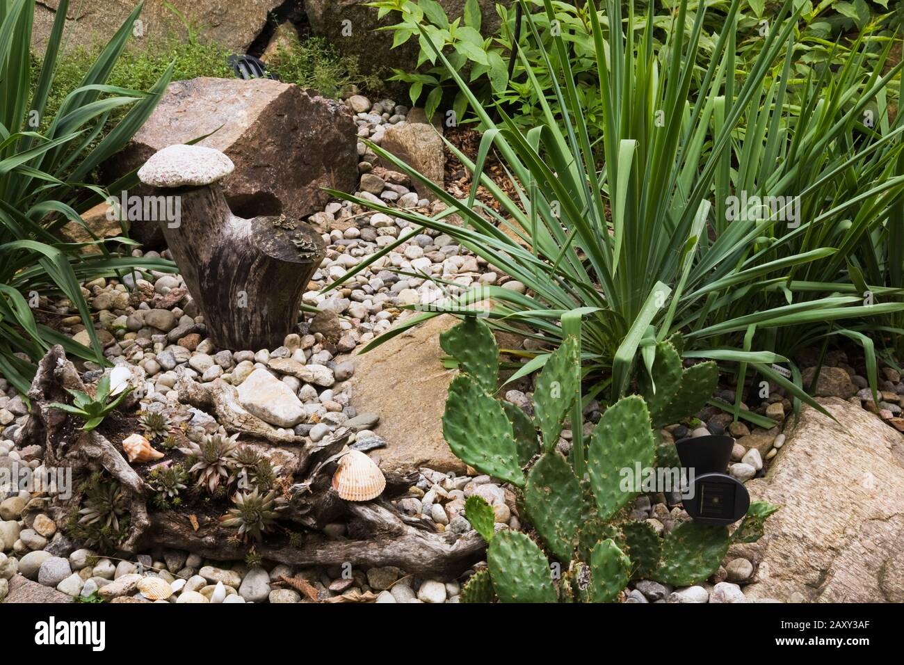 Bordure de lit de roche avec Agave, Cacti - Plantes Succulentes dans le jardin d'arrière-cour en été. Banque D'Images