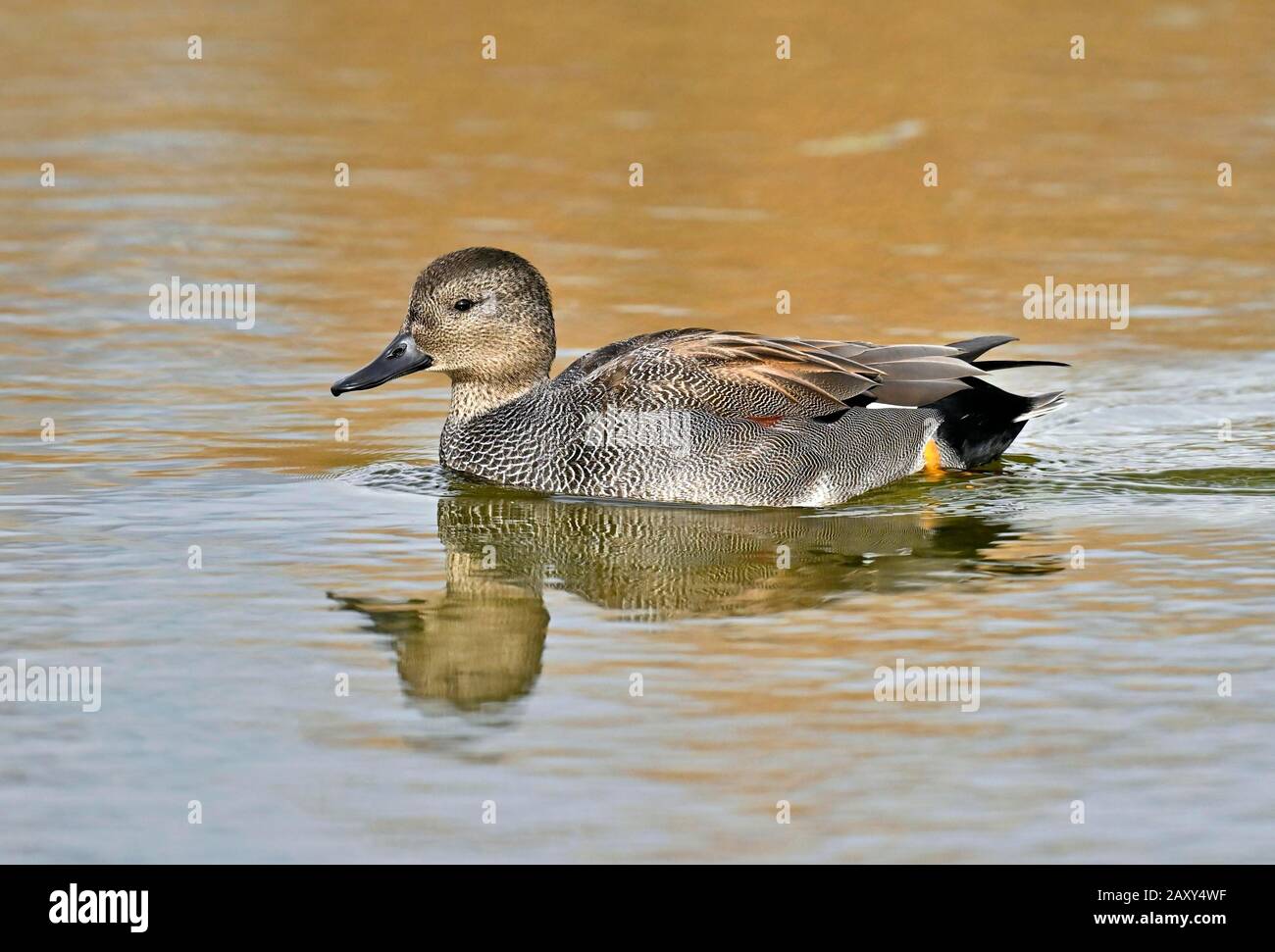 Gadwall (Marreca strepera), homme, baignade dans l'étang, canton de Neuchâtel, Suisse Banque D'Images
