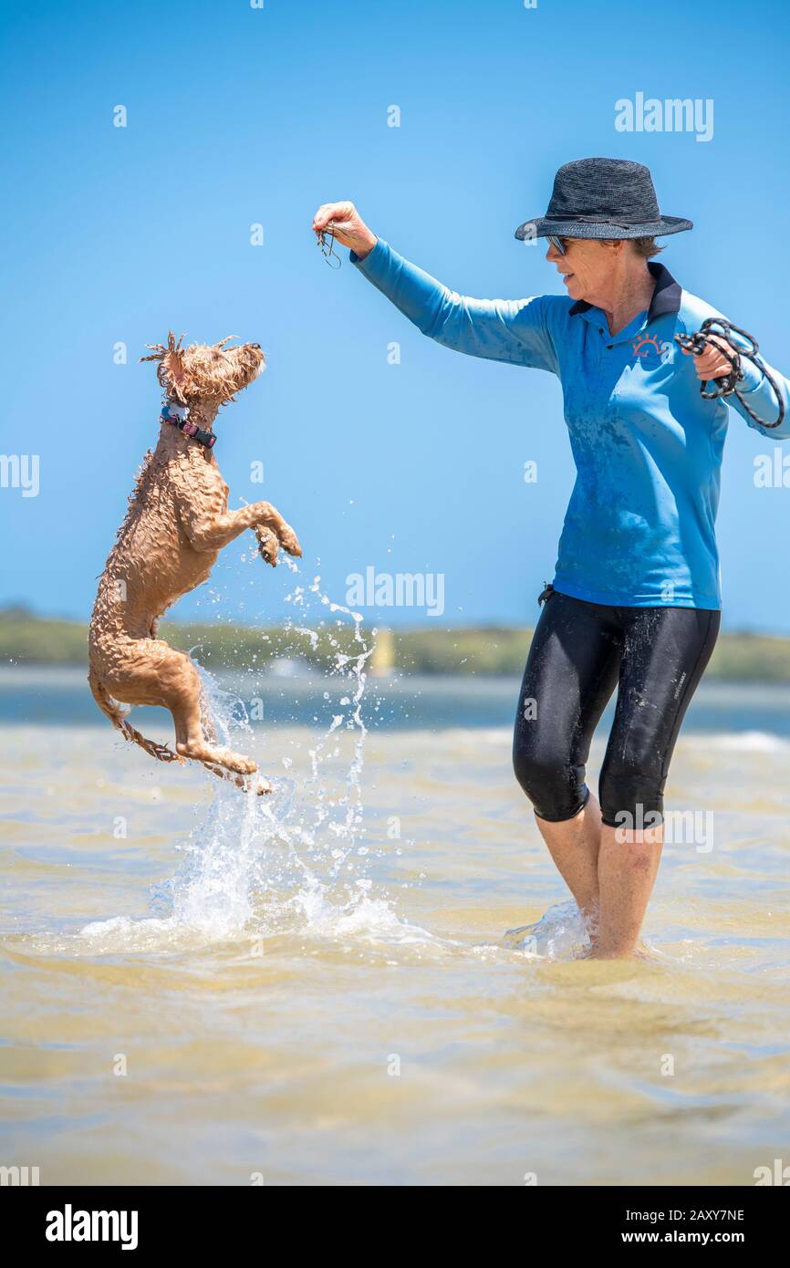 Un chiot craiche jouant avec son propriétaire à la plage. Le chien prend de l'air pour attraper les algues que son propriétaire tient Banque D'Images