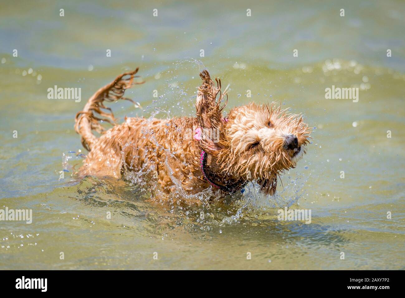 Un chiot craché dans l'eau, essaie de se défaire de l'eau supplémentaire de son manteau pendant qu'il est à la plage Banque D'Images