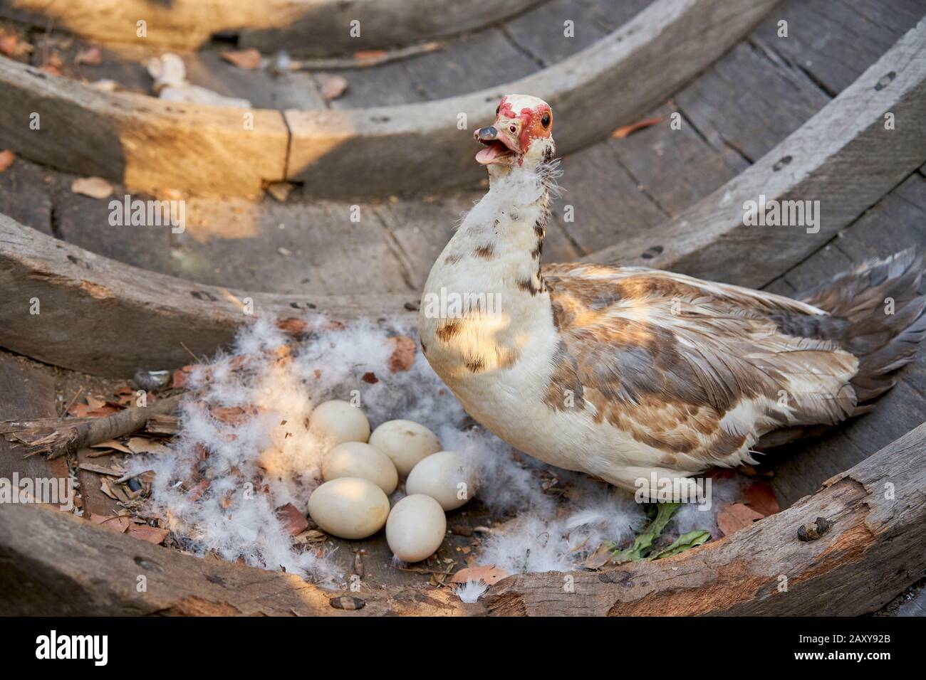 Canard et ses œufs dans un nid dans un vieux bateau en bois. Banque D'Images