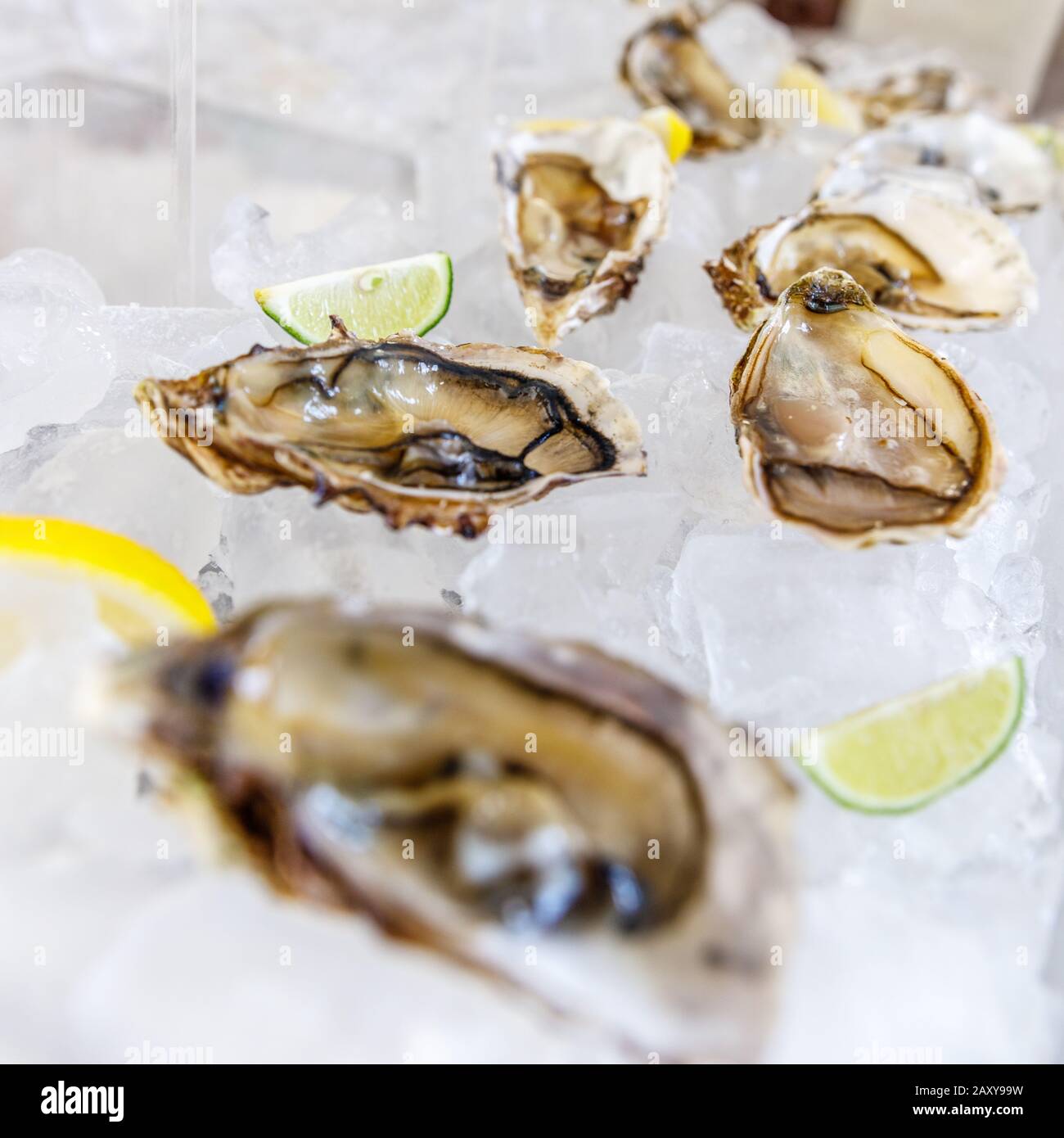 Huîtres fraîches sur glace avec tranches de citron et de citron vert. Stand de restauration. Banque D'Images