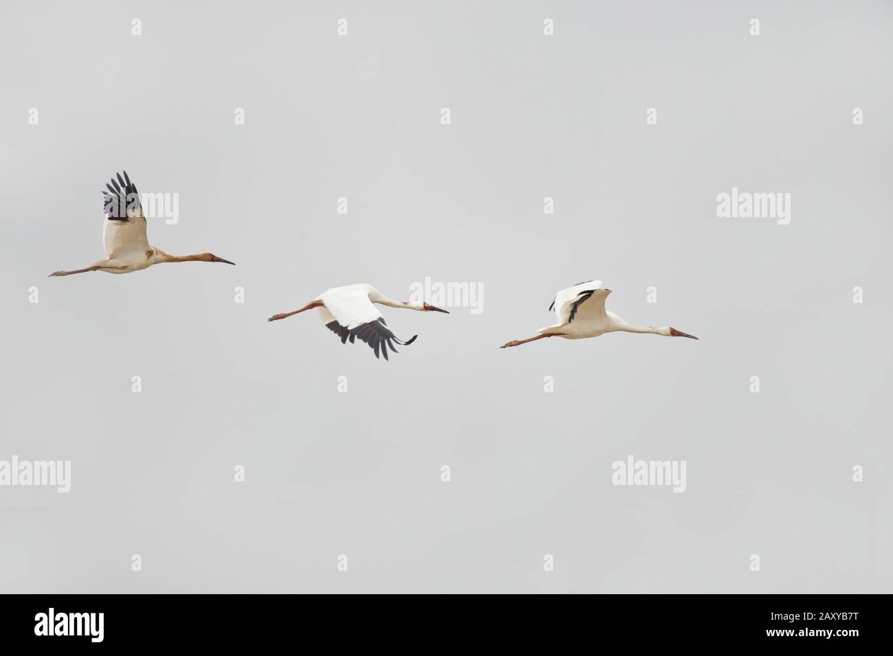 Grue sibérienne (Leucogeranus leucogeranus) trio (unité familiale) en vol au-dessus de Wuxing Farm, Nanchang, dans le bassin du lac de Poyang, dans le centre-est de la Chine Banque D'Images