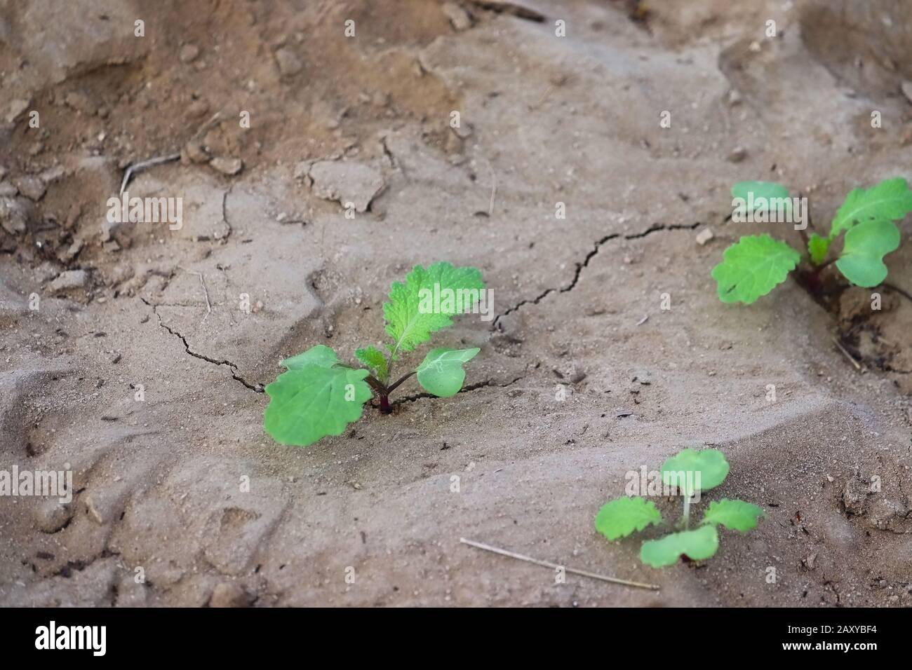 Gros plan de germe de moutarde verte qui pousse du sol avec un fond sablonneux flou, une plante moutarde extérieure avec des feuilles vertes, un nouveau concept de vie Banque D'Images