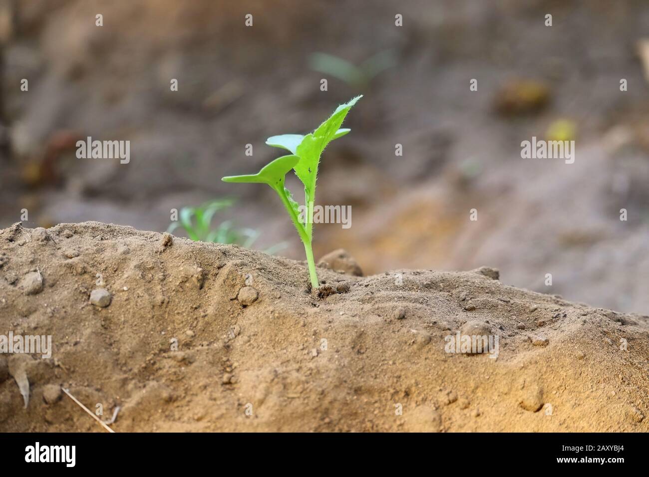 gros plan d'une plante de moutarde verte qui pousse sur la rangée de plantes de la ferme agricole avec des fonds sablonneux flous, plante de moutarde extérieure dans la nature, plante ima Banque D'Images