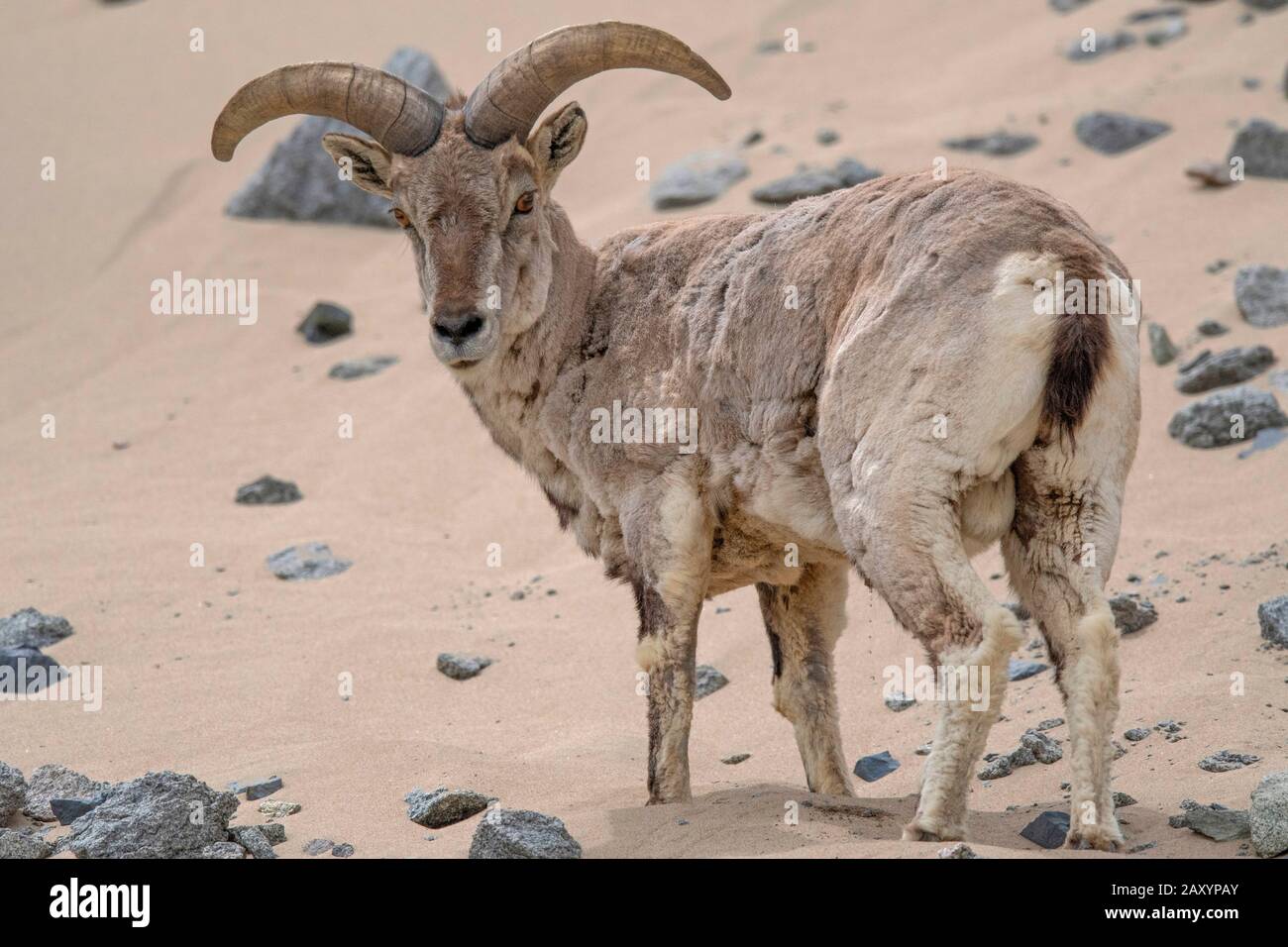 Bleu mouton ou bharal, Pseudois nayaur, Ladakh, Jammu-et-Cachemire, Inde Banque D'Images