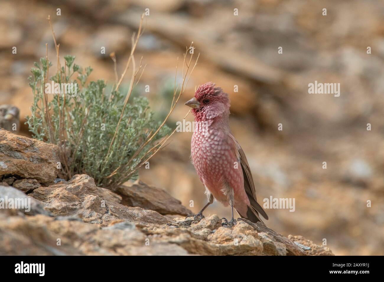 Grand Rosefinch Mâle, Carpodacus Rubicilla, Ladakh, Inde Banque D'Images