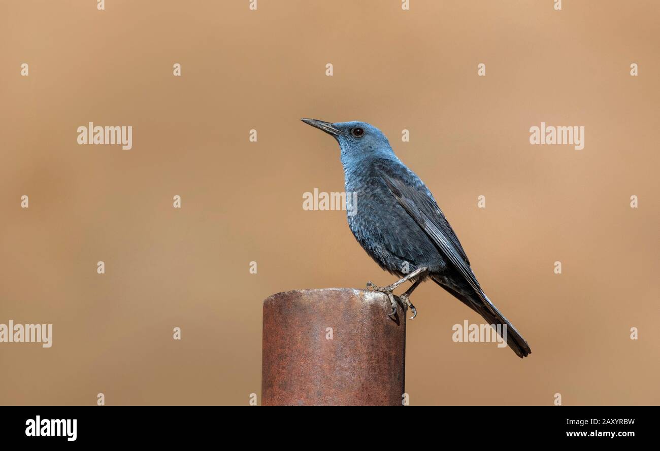 Blue Rock Thrush, Monticola Solitarius, Ladakh, Inde Banque D'Images