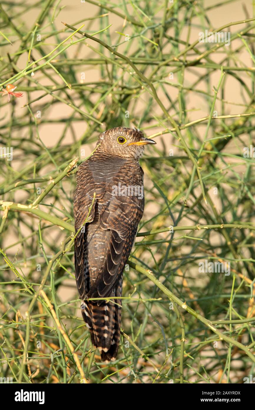 Common Hawk Cuckoo Juv, Hierococcyx Varius, Desert National Park, Rajasthan, Inde Banque D'Images