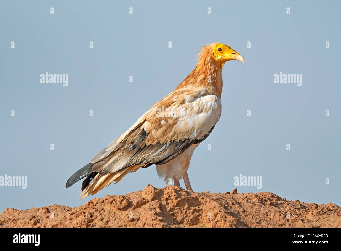 La Vautour Égyptienne, Neophron Percnopterus, Parc National Du Désert, Rajasthan, Inde Banque D'Images
