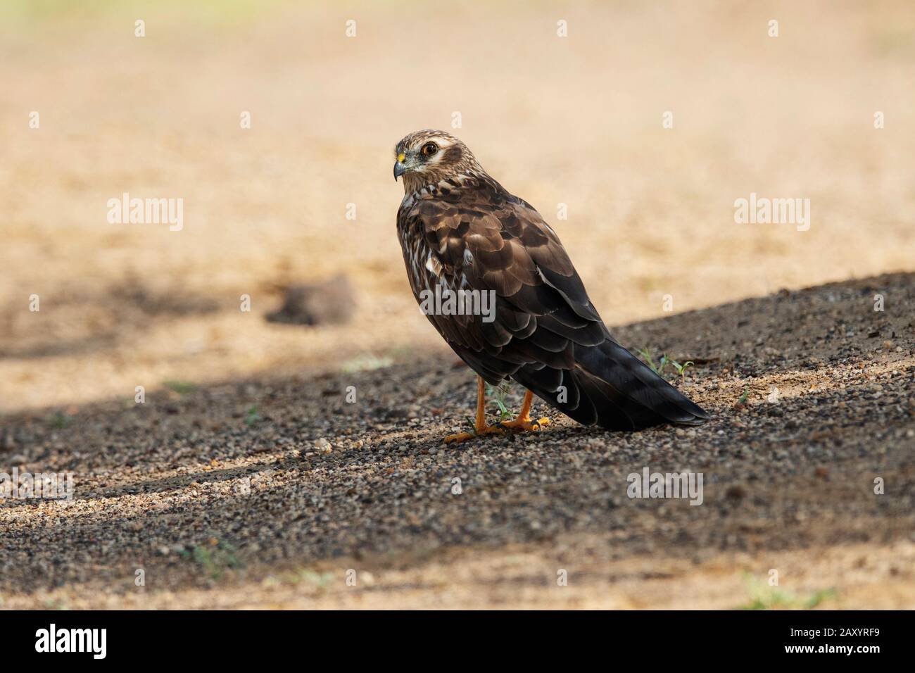 Le harrier de Montagu, Circus pygargus, Femme, Desert National Park, Rajasthan, Inde Banque D'Images Le harrier de Montagu, Circus pygargus, Femme, Desert National Park, Rajasthan, Inde Banque D'Images