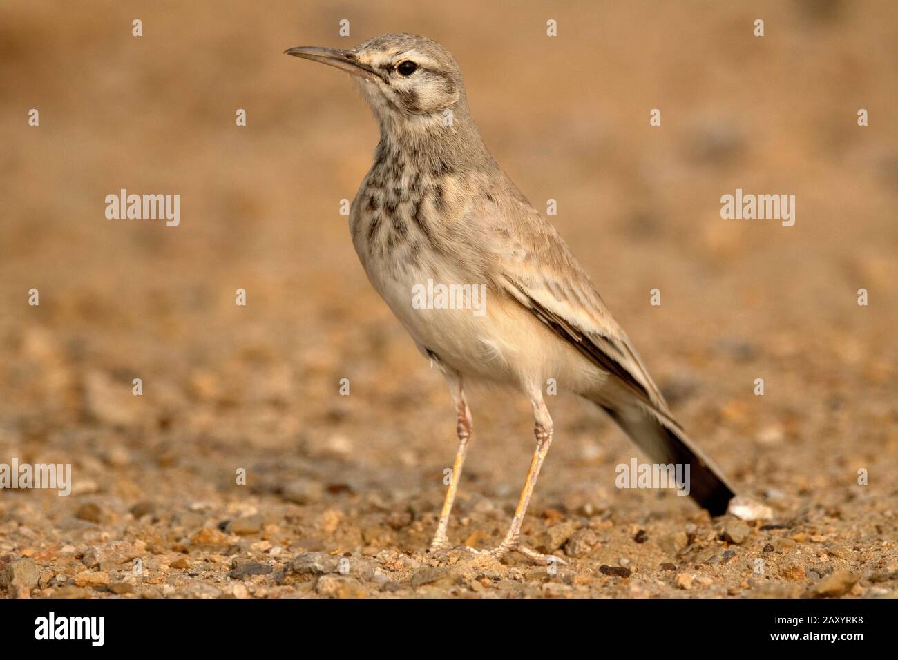 Grand hoopoe-lark, Alaemon alaudipes, Parc National du Désert, Rajasthan, Inde Banque D'Images