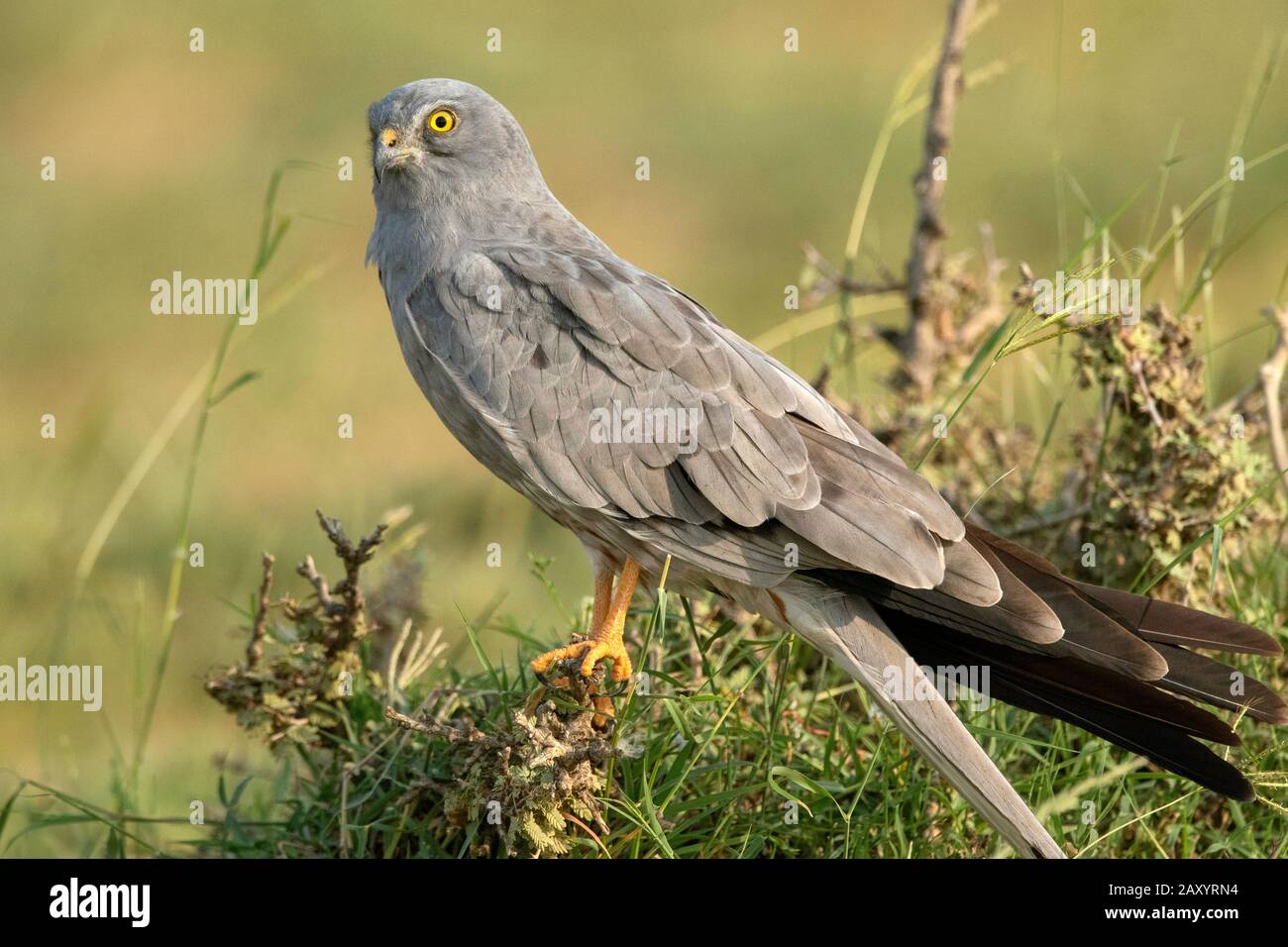 Le harrier de Montagu, Circus pygargus, homme, Desert National Park, Rajasthan, Inde Banque D'Images