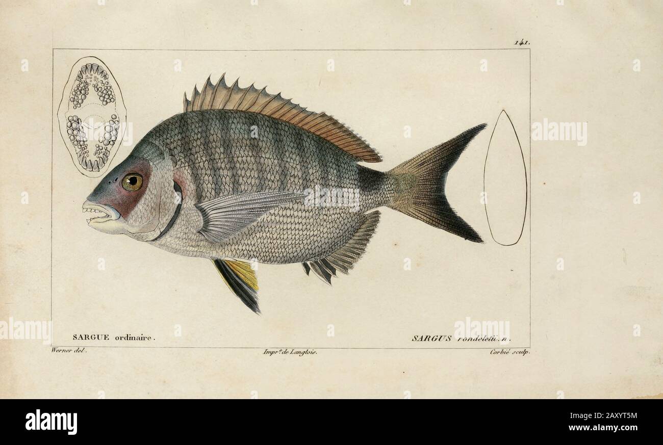 Sargus (Sargue) de l'Histoire naturelle des poissons (Histoire naturelle du poisson) est un traitement de 22 volumes de l'ichthyologie publié en 1828-1849 par le savant français Georges Cuvier (1769-1832) et son étudiant et successeur Achille Valenciennes (1794-1865). Banque D'Images