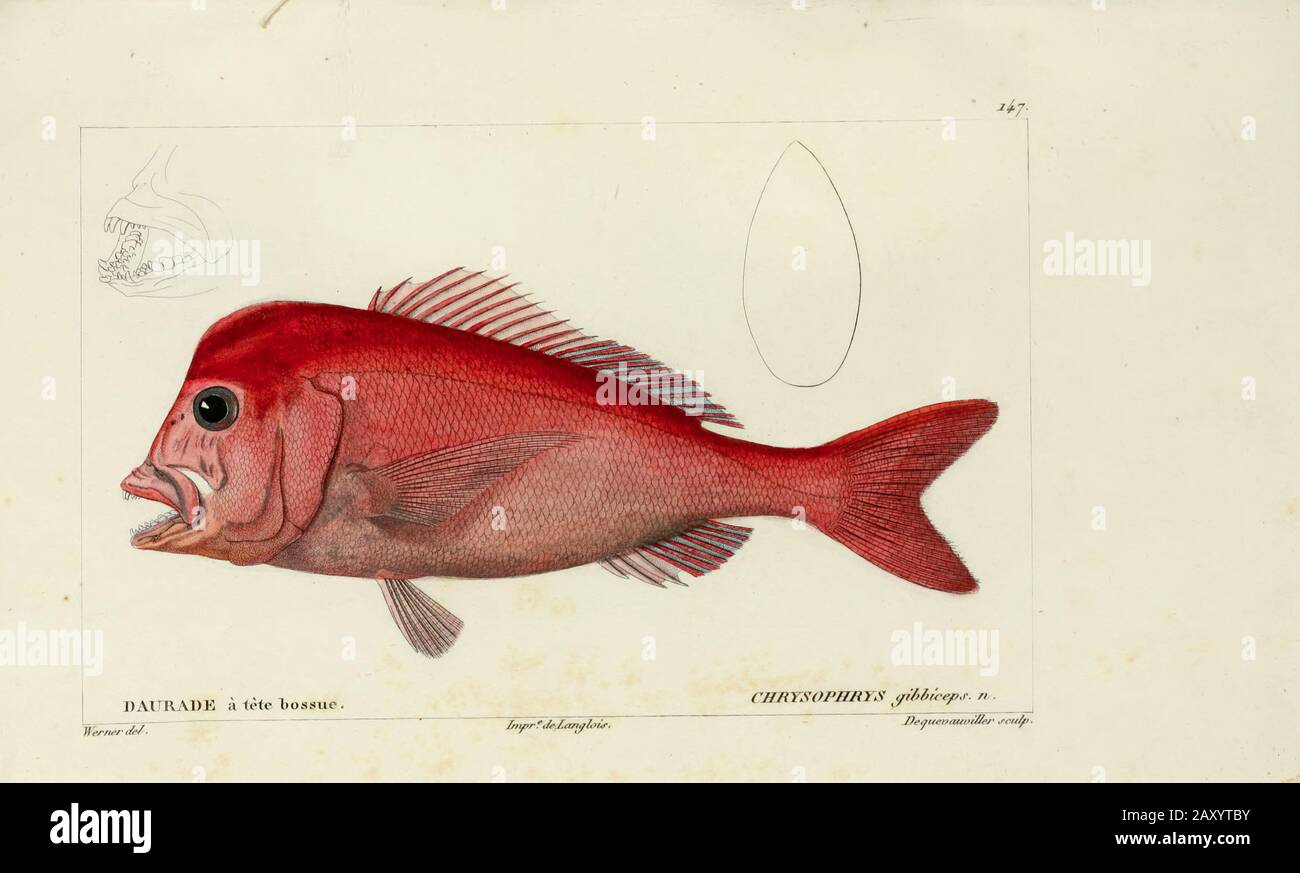 Chrysophrys de l'Histoire naturelle des poissons (Histoire naturelle du poisson) est un traitement de 22 volumes de l'ichthyologie publié en 1828-1849 par le savant français Georges Cuvier (1769-1832) et son élève et successeur Achille Valenciennes (1794-1865). Banque D'Images