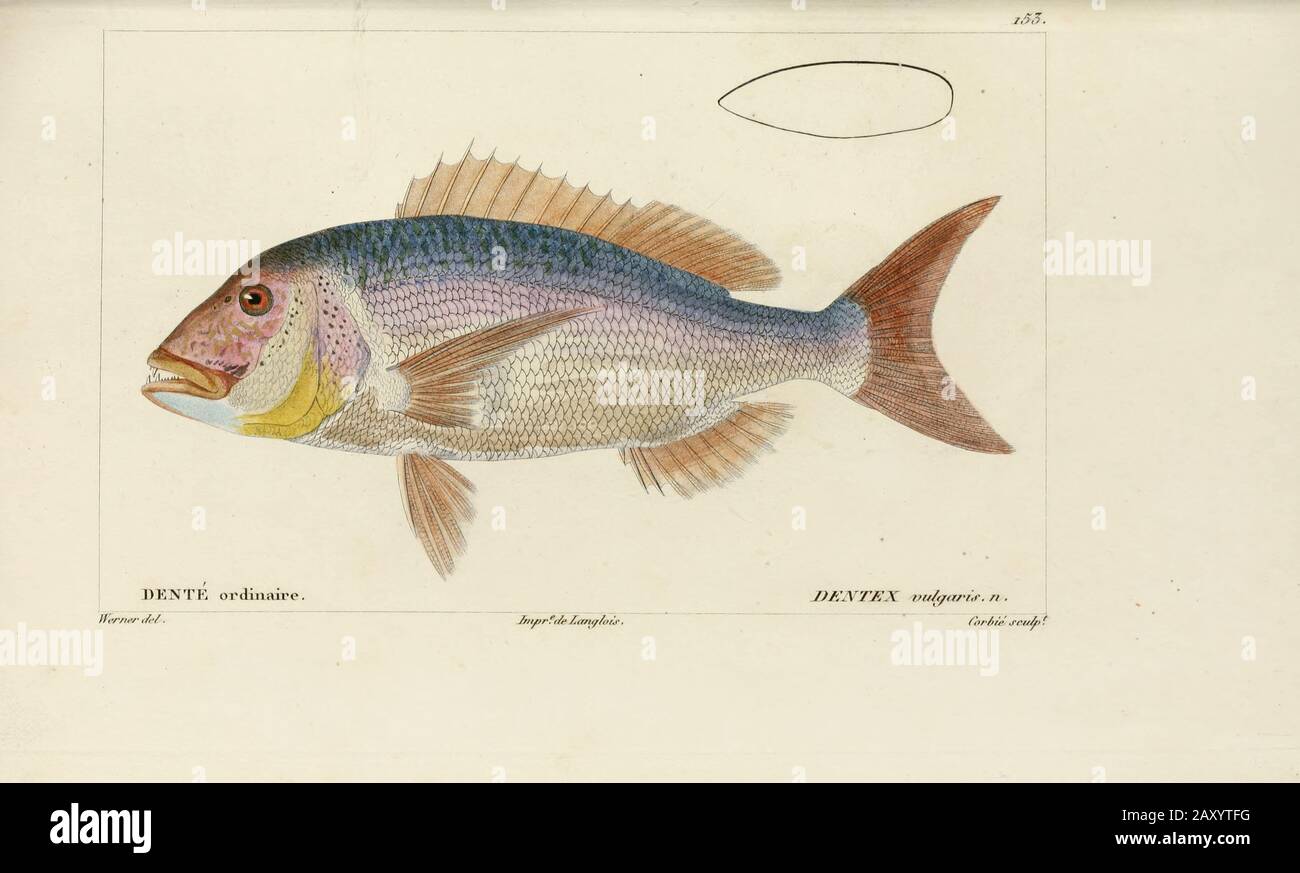 Dantex (Dante) de l'Histoire naturelle des poissons (Histoire naturelle du poisson) est un traitement en 22 volumes de l'ichthyologie publié en 1828-1849 par le sauveur français Georges Cuvier (1769-1832) et son étudiant et successeur Achille Valenciennes (1794-1865). Banque D'Images