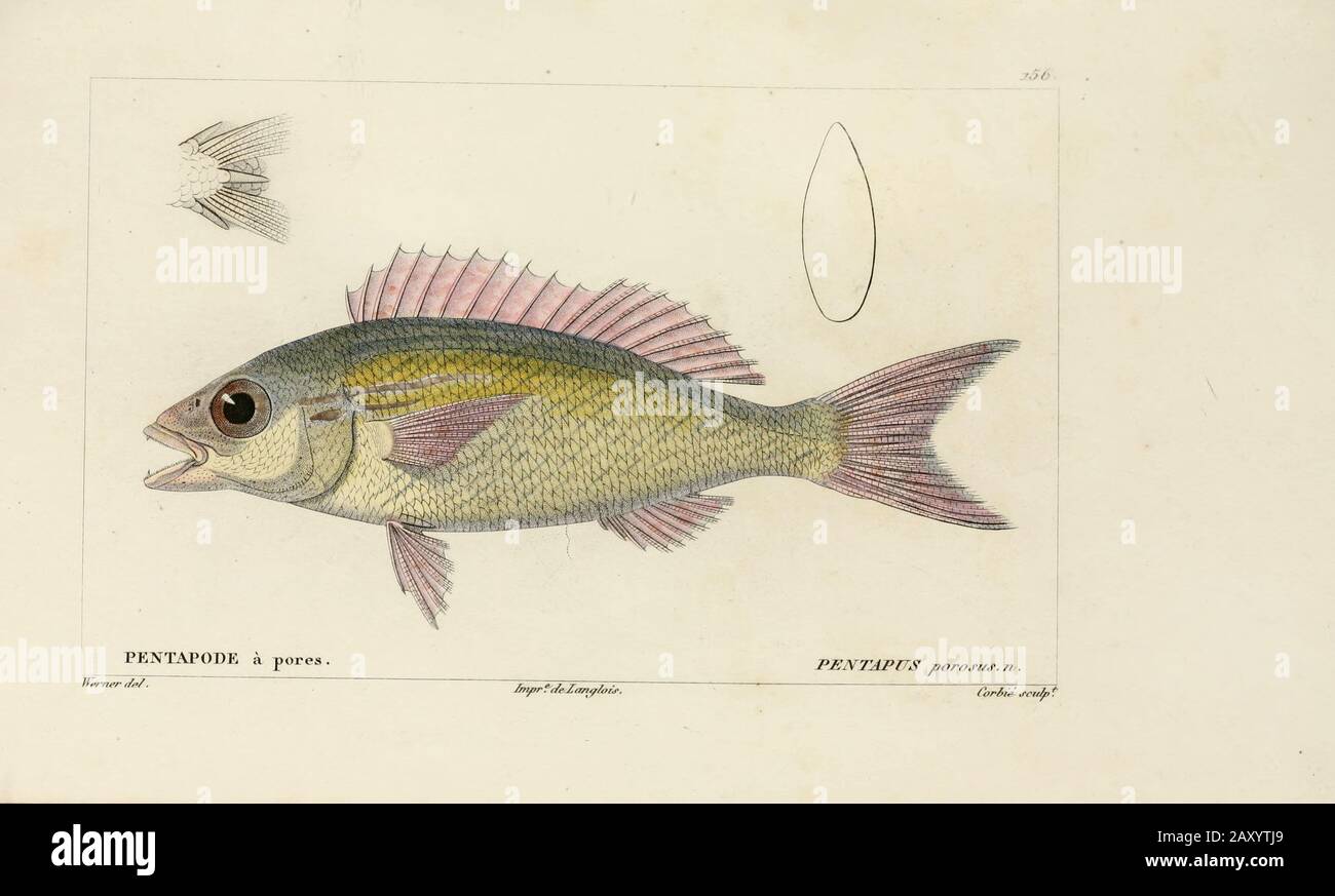 Pentapus (Pentapode) Histoire naturelle des poissons (Histoire naturelle du poisson) est un traitement en 22 volumes de l'ichthyologie publié en 1828-1849 par le savant français Georges Cuvier (1769-1832) et son étudiant et successeur Achille Valenciennes (1794-1865). Banque D'Images