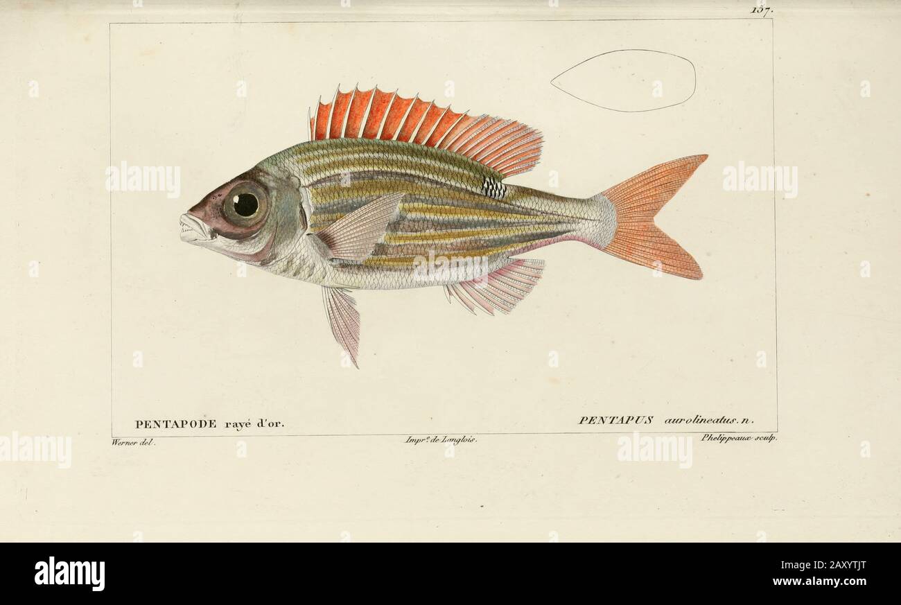 Pentapus (Pentapode) Histoire naturelle des poissons (Histoire naturelle du  poisson) est un traitement en 22 volumes de lichthyologie publié en  1828-1849 par le savant français Georges Cuvier (1769-1832) et son étudiant  et