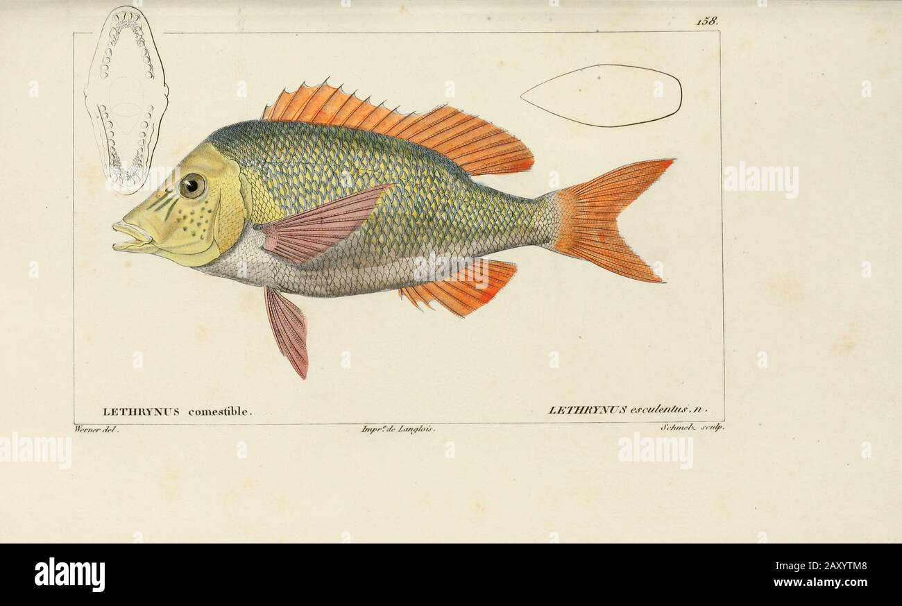 Lithrynus de l'Histoire naturelle des poissons (Histoire naturelle du poisson) est un traitement de 22 volumes de l'ichthyologie publié en 1828-1849 par le savant français Georges Cuvier (1769-1832) et son étudiant et successeur Achille Valenciennes (1794-1865). Banque D'Images
