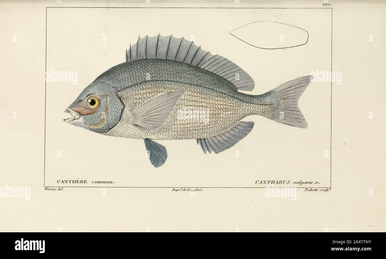 Cantharus de l'Histoire naturelle des poissons (Histoire naturelle du poisson) est un traitement en 22 volumes de l'ichthyologie publié en 1828-1849 par le savant français Georges Cuvier (1769-1832) et son étudiant et successeur Achille Valenciennes (1794-1865). Banque D'Images