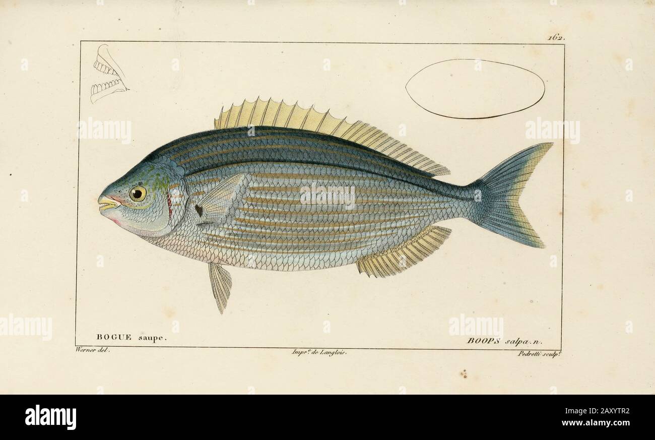 Boops de l'Histoire naturelle des poissons (Histoire naturelle du poisson) est un traitement en 22 volumes de l'ichthyologie publié en 1828-1849 par le savant français Georges Cuvier (1769-1832) et son élève et successeur Achille Valenciennes (1794-1865). Banque D'Images