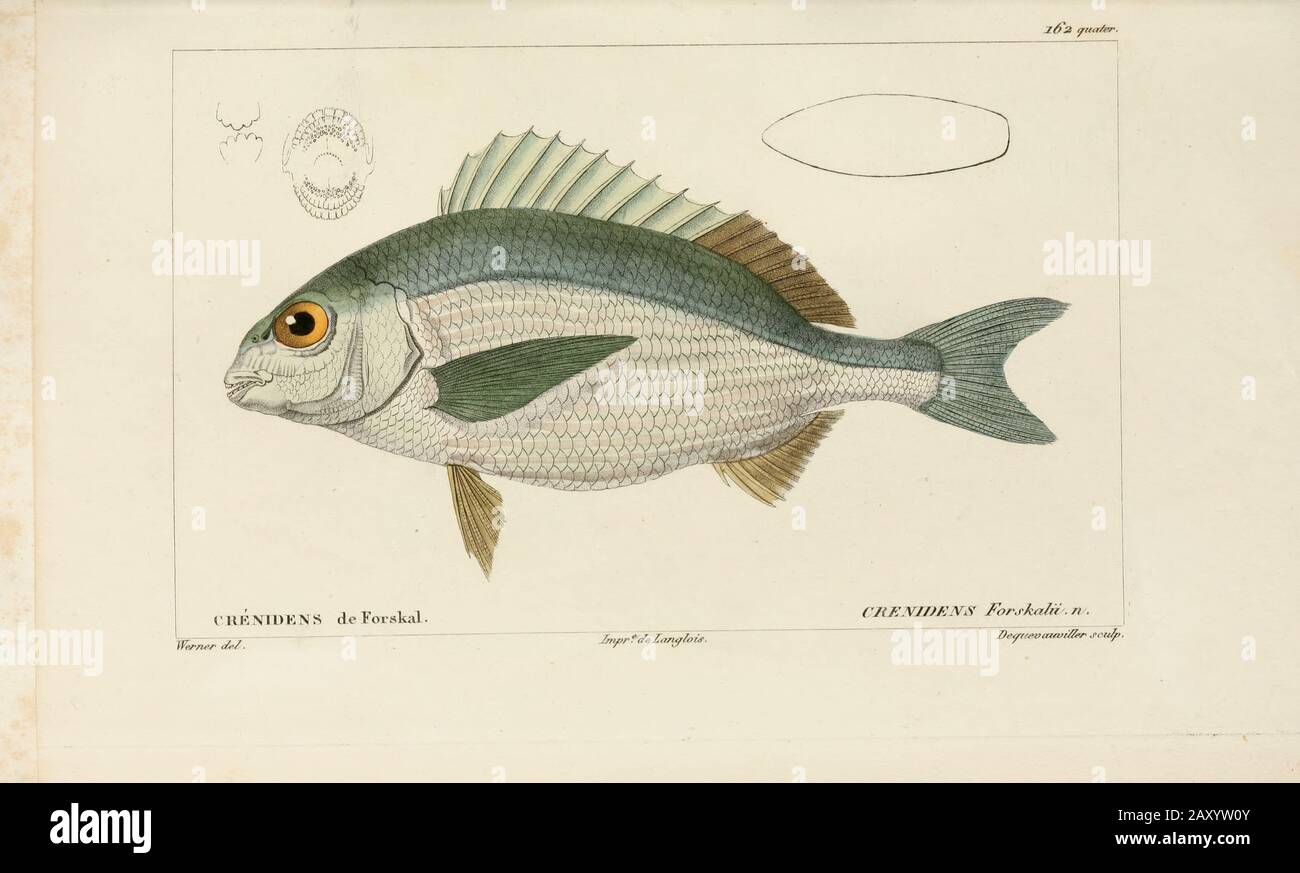 Crenidens de l'Histoire naturelle des poissons (Histoire naturelle du poisson) est un traitement en 22 volumes de l'ichthyologie publié en 1828-1849 par le savant français Georges Cuvier (1769-1832) et son étudiant et successeur Achille Valenciennes (1794-1865). Banque D'Images