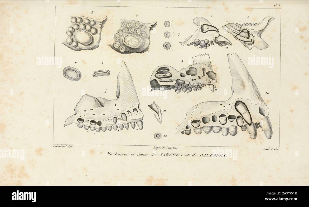 Dents de divers poissons de l'Histoire naturelle des poissons (Histoire naturelle du poisson) est un traitement de 22 volumes de l'ichthyologie publié en 1828-1849 par le savant français Georges Cuvier (1769-1832) et son élève et successeur Achille Valenciennes (1794-1865). Banque D'Images