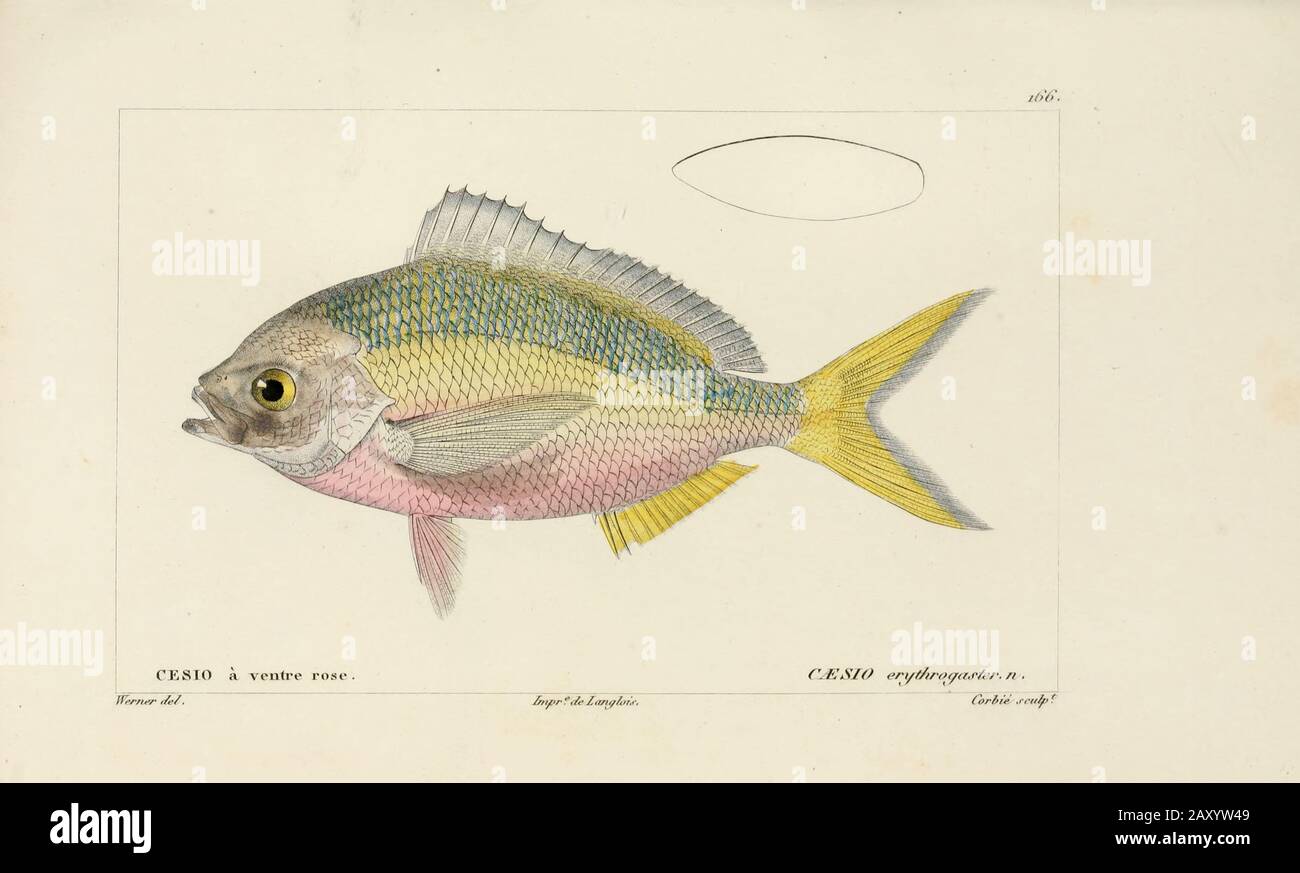 Caesio de l'Histoire naturelle des poissons (Histoire naturelle du poisson) est un traitement en 22 volumes de l'ichthyologie publié en 1828-1849 par le savant français Georges Cuvier (1769-1832) et son élève et successeur Achille Valenciennes (1794-1865). Banque D'Images