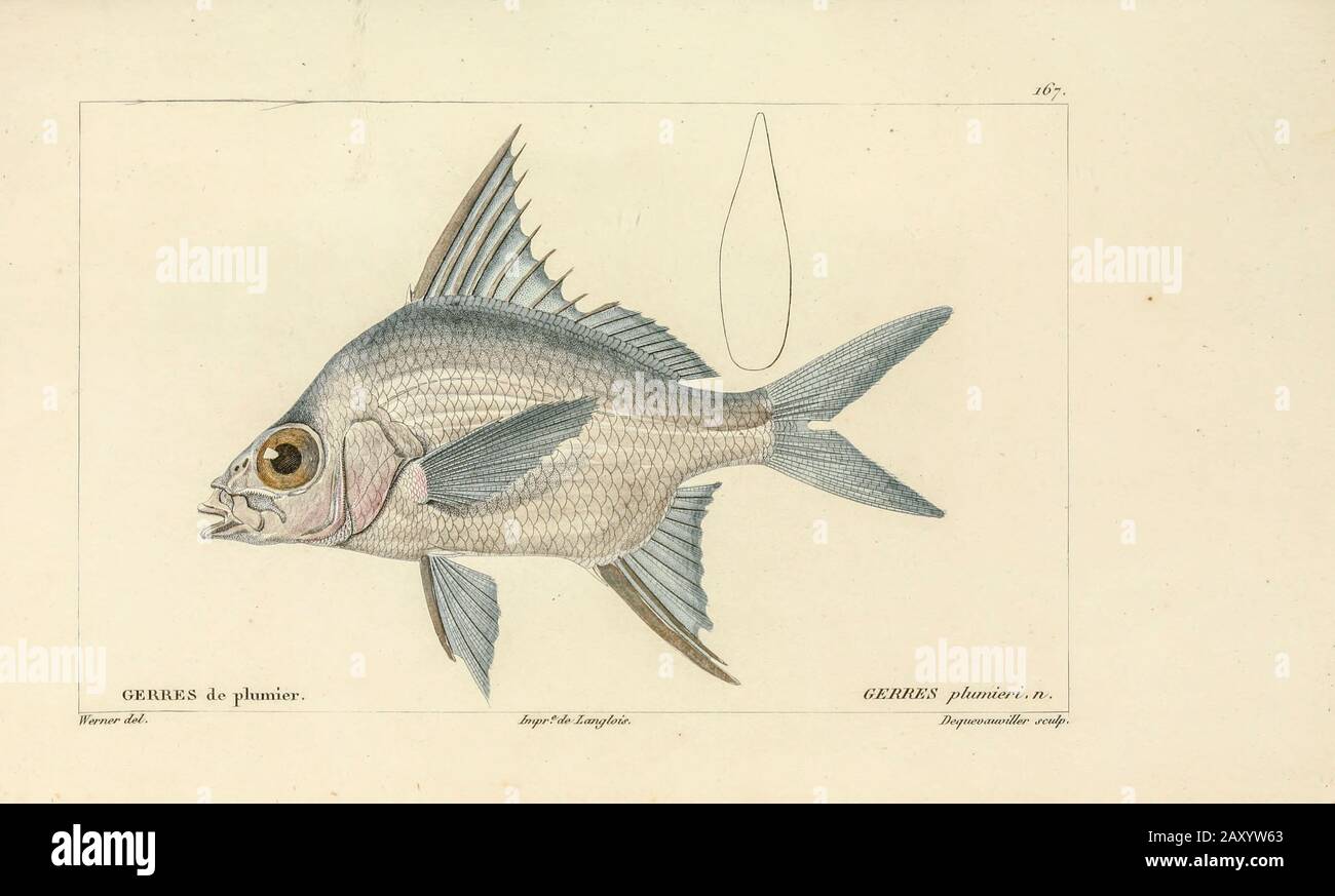 Gerres de l'Histoire naturelle des poissons (Histoire naturelle du poisson) est un traitement en 22 volumes de l'ichthyologie publié en 1828-1849 par le savant français Georges Cuvier (1769-1832) et son élève et successeur Achille Valenciennes (1794-1865). Banque D'Images