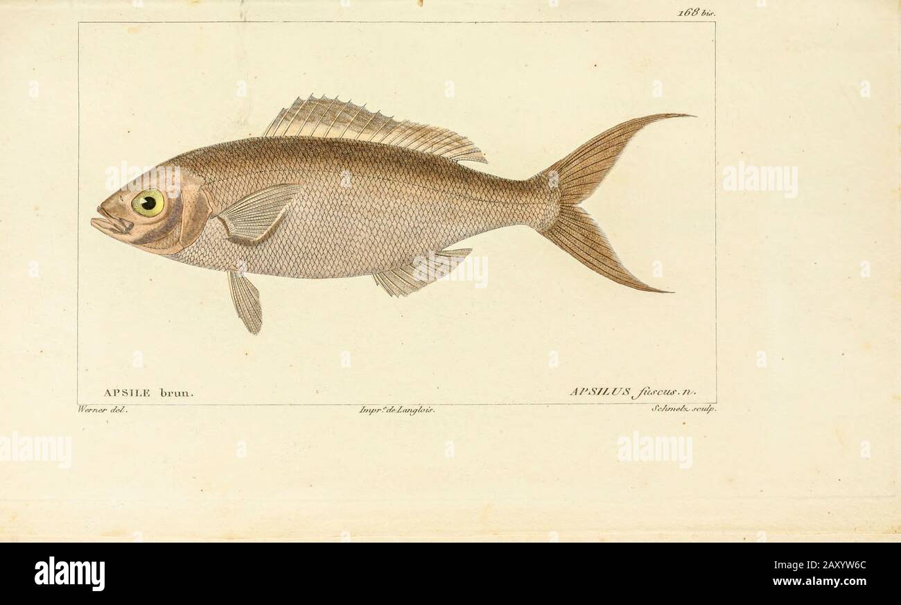 Apsilus de l'Histoire naturelle des poissons (Histoire naturelle du poisson) est un traitement en 22 volumes de l'ichthyologie publié en 1828-1849 par le savant français Georges Cuvier (1769-1832) et son élève et successeur Achille Valenciennes (1794-1865). Banque D'Images