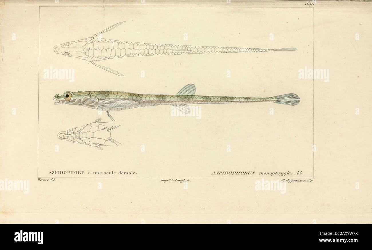 Aspidopherus de l'Histoire naturelle des poissons (Histoire naturelle du poisson) est un traitement en 22 volumes de l'ichthyologie publié en 1828-1849 par le savant français Georges Cuvier (1769-1832) et son étudiant et successeur Achille Valenciennes (1794-1865). Banque D'Images
