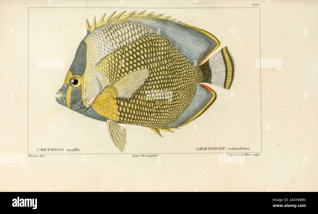 Chaetodon de l'Histoire naturelle des poissons (Histoire naturelle du poisson) est un traitement en 22 volumes de l'ichthyologie publié en 1828-1849 par le savant français Georges Cuvier (1769-1832) et son étudiant et successeur Achille Valenciennes (1794-1865). Banque D'Images