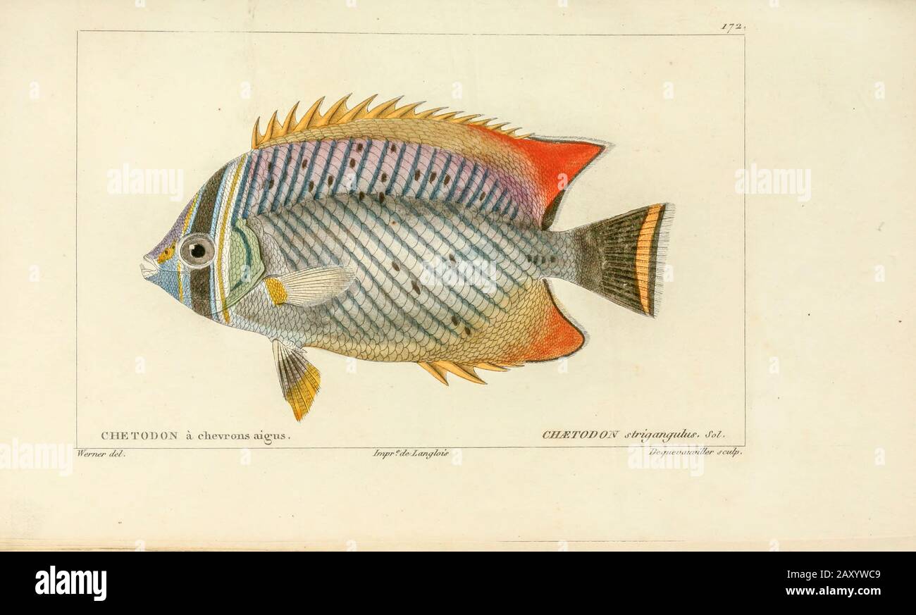Chaetodon de l'Histoire naturelle des poissons (Histoire naturelle du poisson) est un traitement en 22 volumes de l'ichthyologie publié en 1828-1849 par le savant français Georges Cuvier (1769-1832) et son étudiant et successeur Achille Valenciennes (1794-1865). Banque D'Images