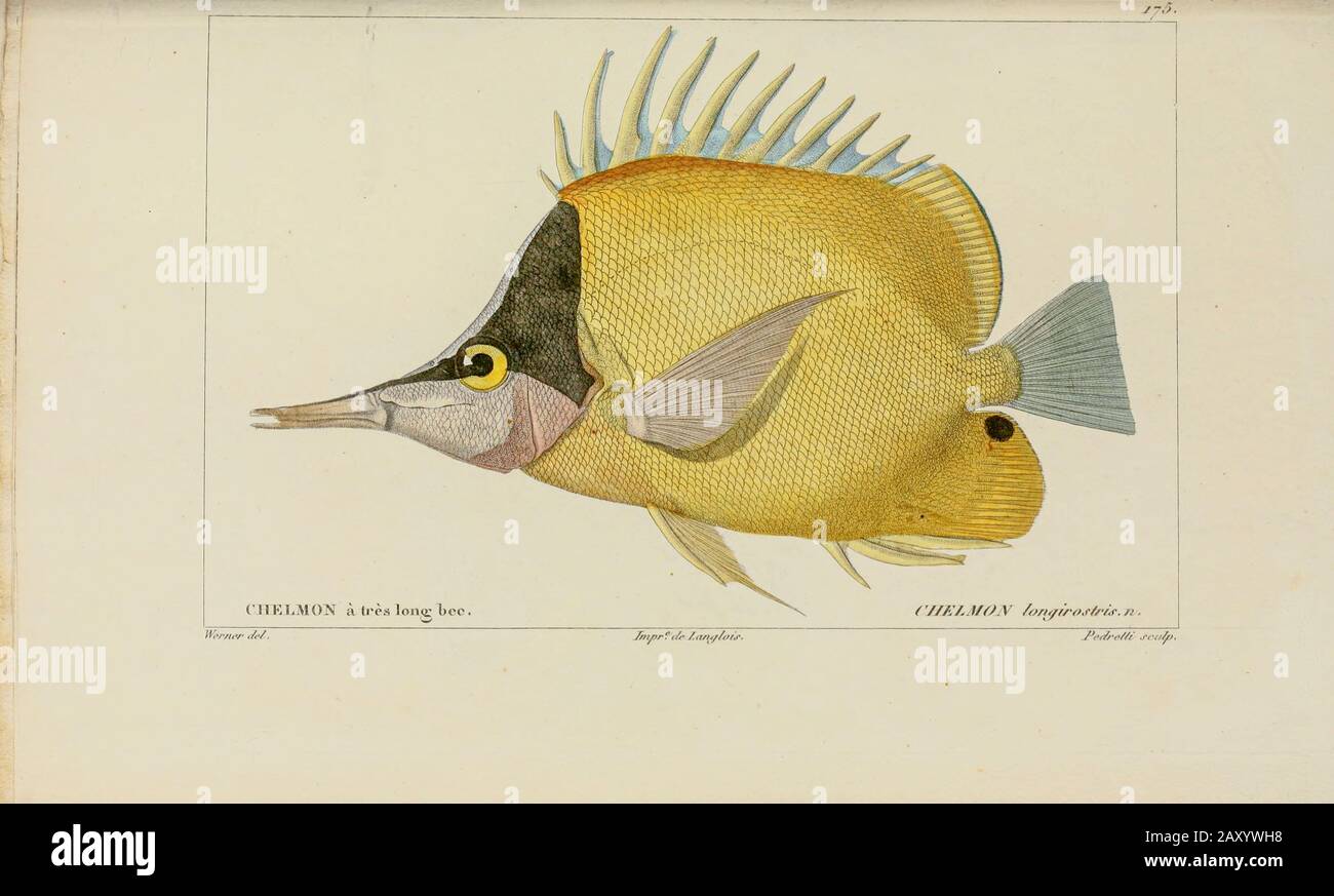 Chelmon de l'Histoire naturelle des poissons (Histoire naturelle du poisson) est un traitement en 22 volumes de l'ichthyologie publié en 1828-1849 par le savant français Georges Cuvier (1769-1832) et son élève et successeur Achille Valenciennes (1794-1865). Banque D'Images