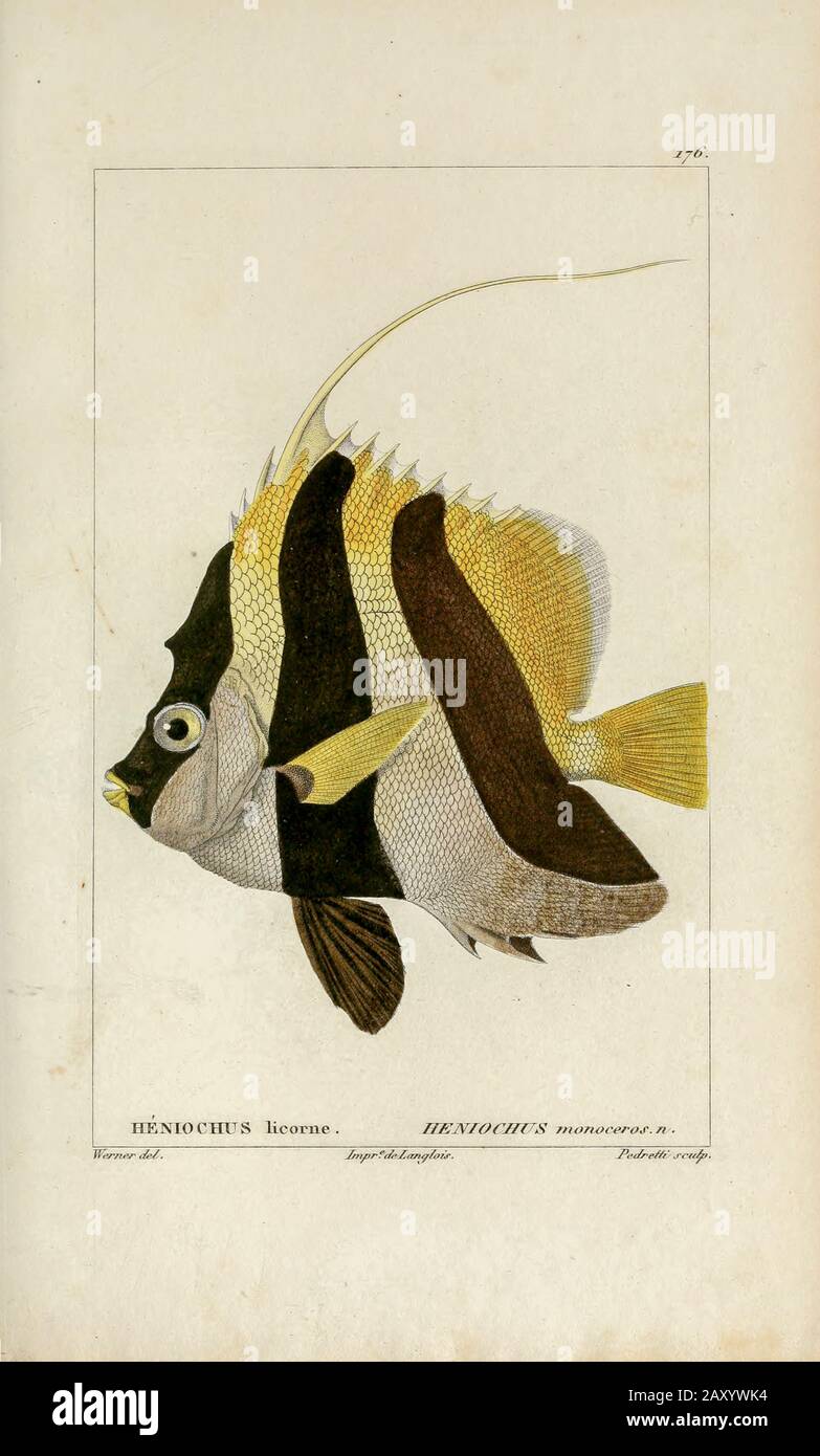 Henriochus de l'Histoire naturelle des poissons (Histoire naturelle du poisson) est un traitement de 22 volumes de l'ichthyologie publié en 1828-1849 par le savant français Georges Cuvier (1769-1832) et son étudiant et successeur Achille Valenciennes (1794-1865). Banque D'Images