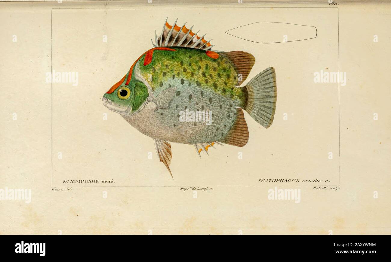 Scatophage de l'Histoire naturelle des poissons (Histoire naturelle du poisson) est un traitement en 22 volumes de l'ichthyologie publié en 1828-1849 par le savant français Georges Cuvier (1769-1832) et son élève et successeur Achille Valenciennes (1794-1865). Banque D'Images