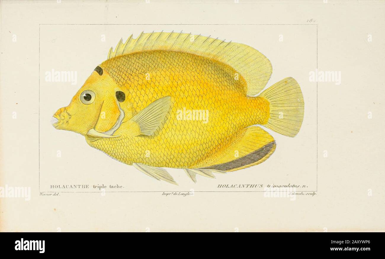 Holacanthus de l'Histoire naturelle des poissons (Histoire naturelle du poisson) est un traitement en 22 volumes de l'ichthyologie publié en 1828-1849 par le savant français Georges Cuvier (1769-1832) et son étudiant et successeur Achille Valenciennes (1794-1865). Banque D'Images