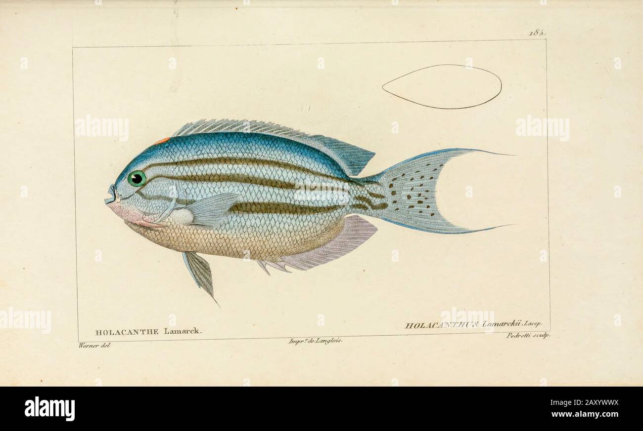 Holacanthus de l'Histoire naturelle des poissons (Histoire naturelle du poisson) est un traitement en 22 volumes de l'ichthyologie publié en 1828-1849 par le savant français Georges Cuvier (1769-1832) et son étudiant et successeur Achille Valenciennes (1794-1865). Banque D'Images
