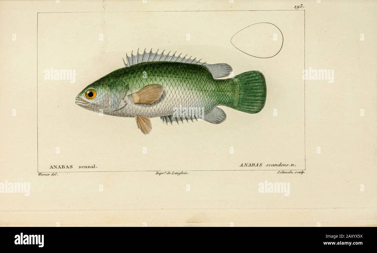Anabas de l'Histoire naturelle des poissons (Histoire naturelle du poisson) est un traitement en 22 volumes de l'ichthyologie publié en 1828-1849 par le savant français Georges Cuvier (1769-1832) et son élève et successeur Achille Valenciennes (1794-1865). Banque D'Images