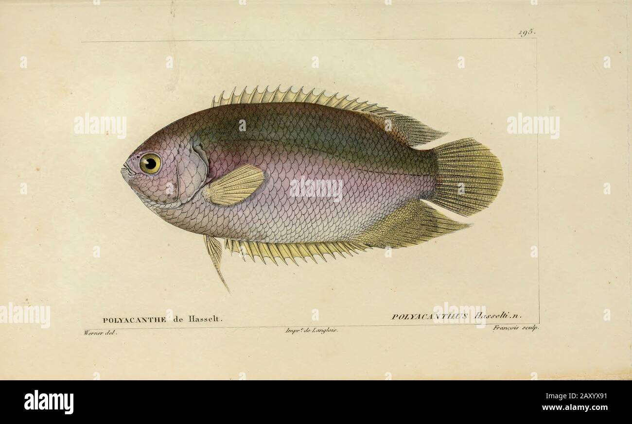 Polyacanthus de l'Histoire naturelle des poissons (Histoire naturelle du poisson) est un traitement de 22 volumes de l'ichthyologie publié en 1828-1849 par le savant français Georges Cuvier (1769-1832) et son étudiant et successeur Achille Valenciennes (1794-1865). Banque D'Images
