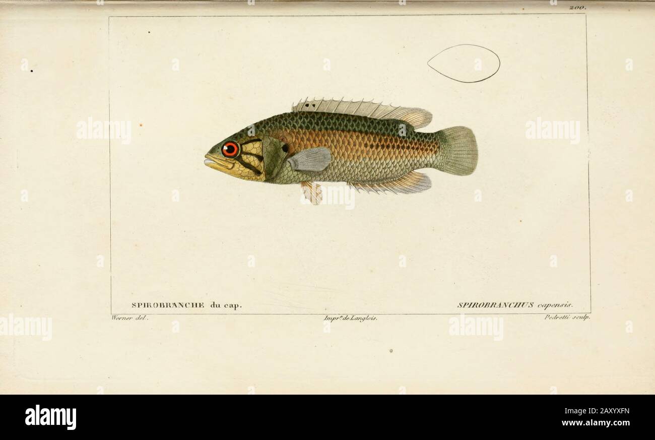 Spirobranchus de l'Histoire naturelle des poissons (Histoire naturelle du poisson) est un traitement à 22 volumes de l'ichthyologie publié en 1828-1849 par le savant français Georges Cuvier (1769-1832) et son étudiant et successeur Achille Valenciennes (1794-1865). Banque D'Images